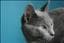 Cheapo