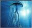 cnidaria