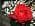 Karro-