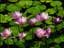 Jasmine1
