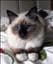 Birma_lover